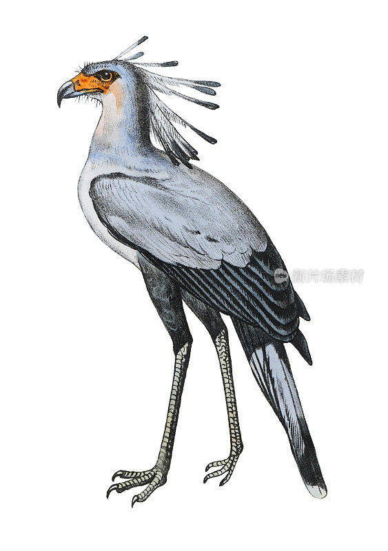 秘书鸟或秘书鸟(Sagittarius serpentarius) -老式彩色插图孤立在白色背景上